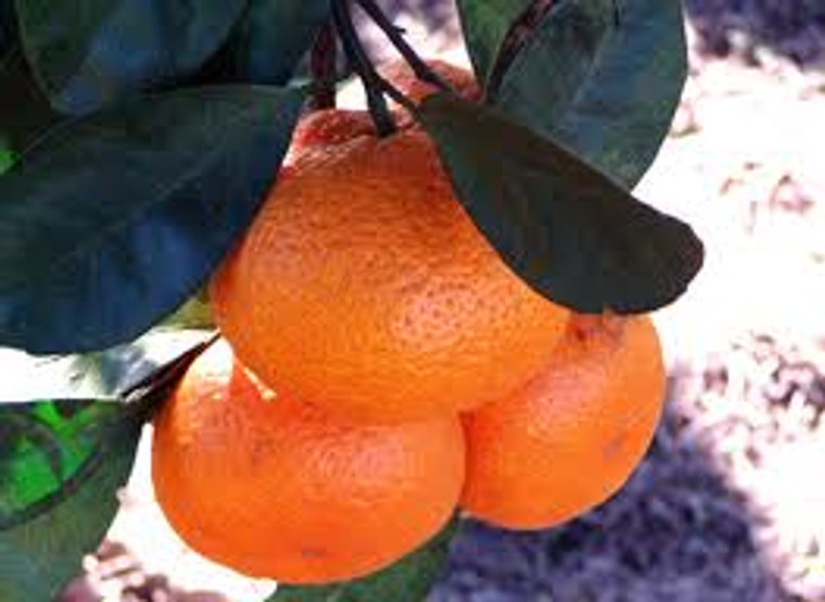 Citrus 'Mandarin Miho' PB12