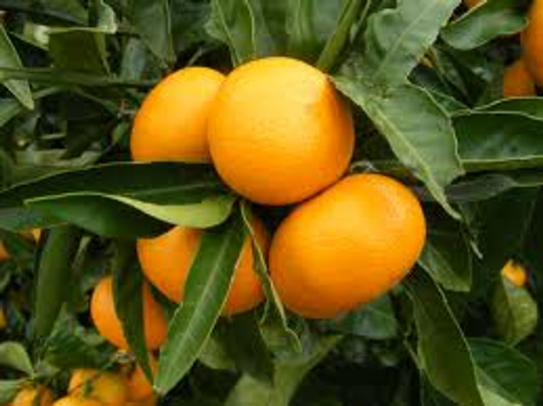 Citrus 'Mandarin Satsuma' PB12