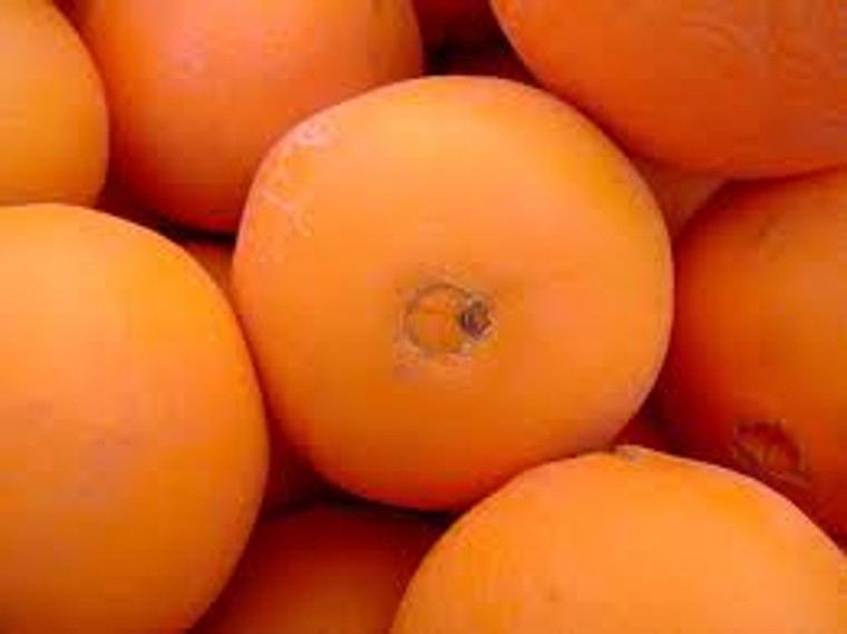 Citrus 'Orange Best Seedless' PB12