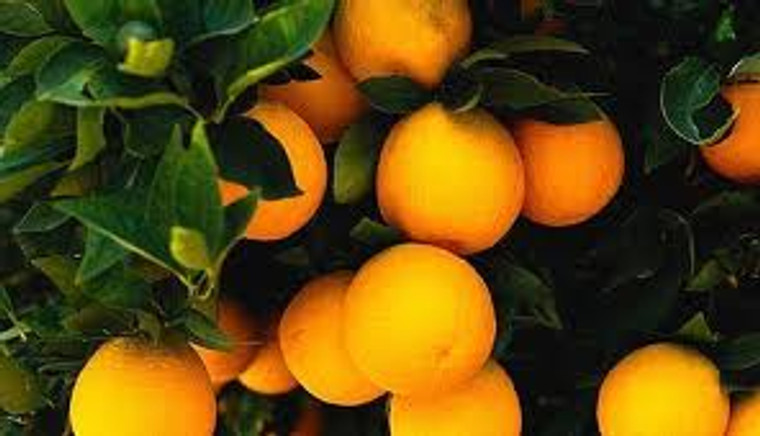 Citrus 'Orange Carters Navel' PB12