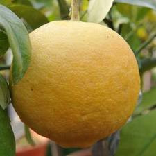 Citrus 'Grapefruit Golden Spec PB12