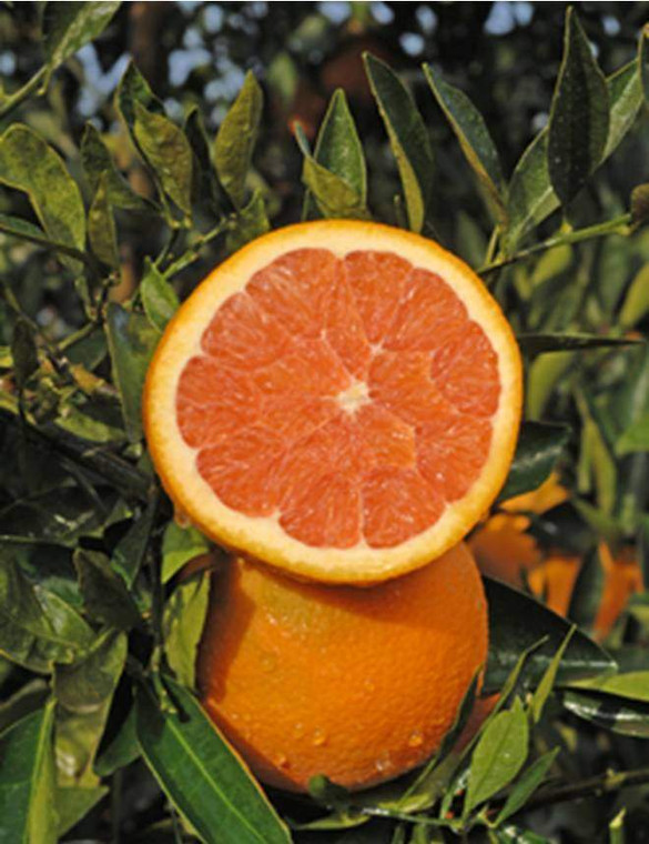 Citrus 'Orange Cara Cara' 4.7L