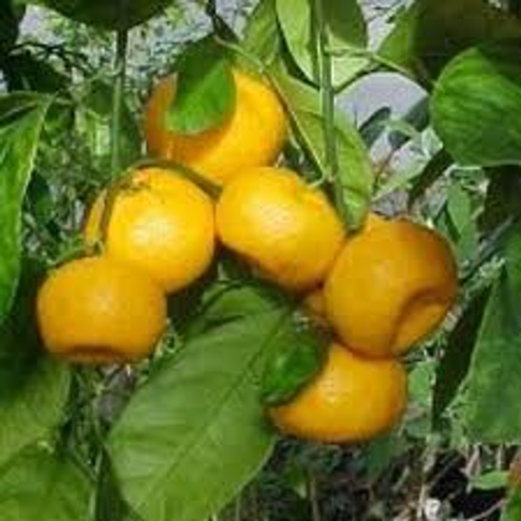 Citrus 'Mandarin Okitsu' PB12