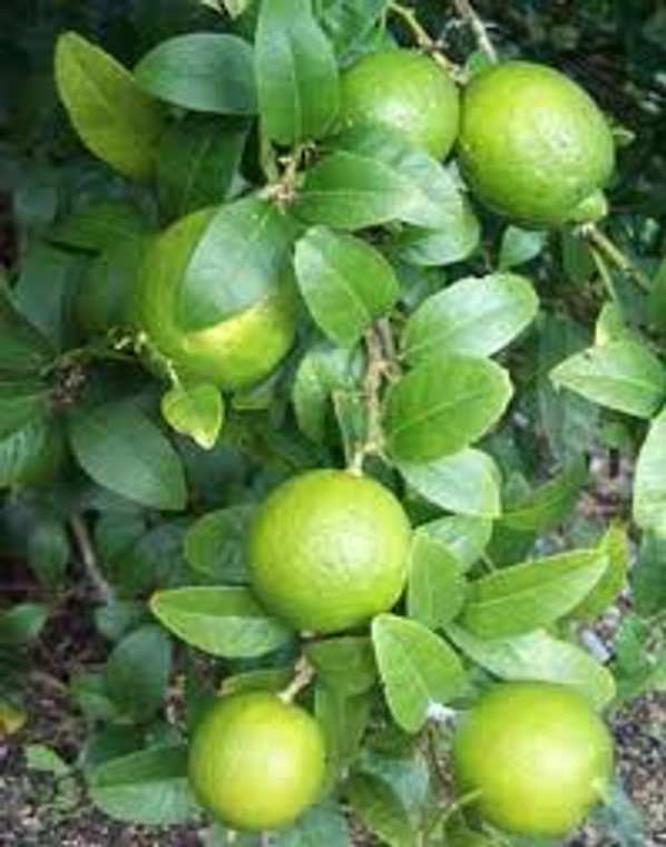 Citrus 'Lime Key' 3.3L