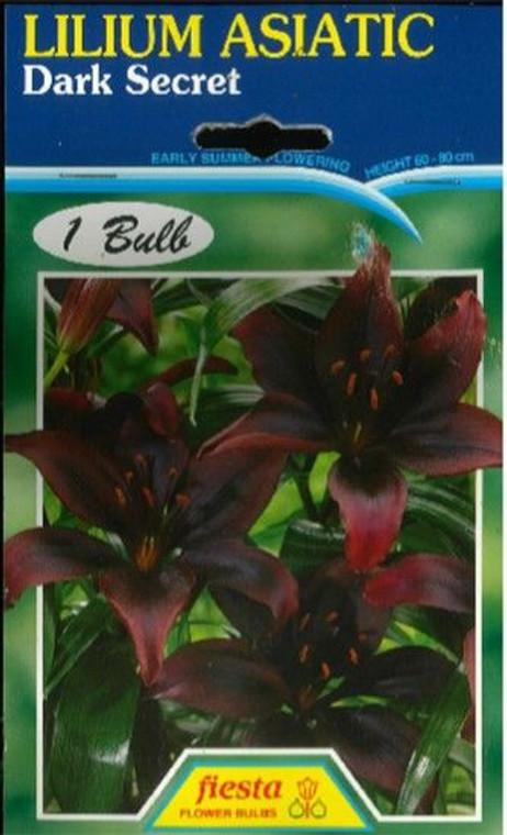 Lilium Asiatic 'Dark Secret'