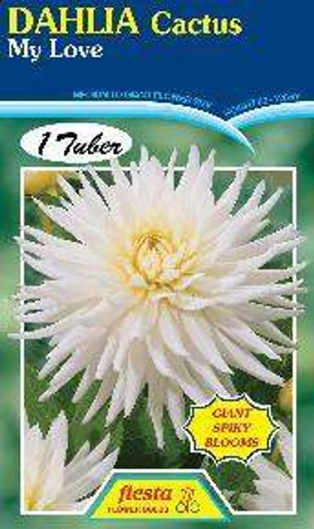 Dahlia Cactus 'My Love'