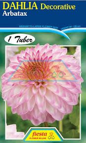 Dahlia Decorative 'Arbatax'