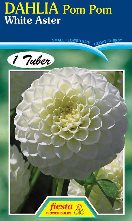 Dahlia Pom Pom 'White Aster'