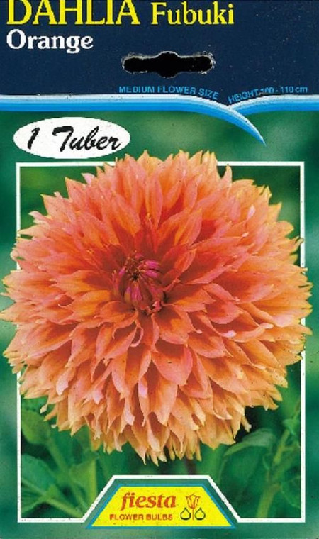 Dahlia Fubaki 'Orange Fubuki'
