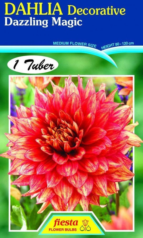 Dahlia Decorative 'Dazzling Ma