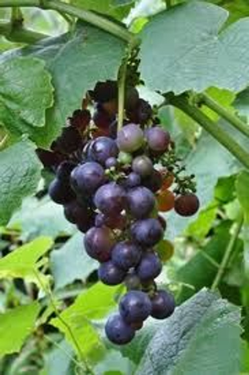 Grape 'Schuyler' 3L