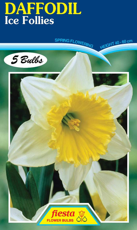 Daffodil 'Ice Follies'