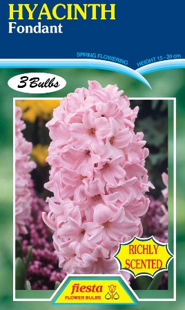 Hyacinth 'Fondant' 3