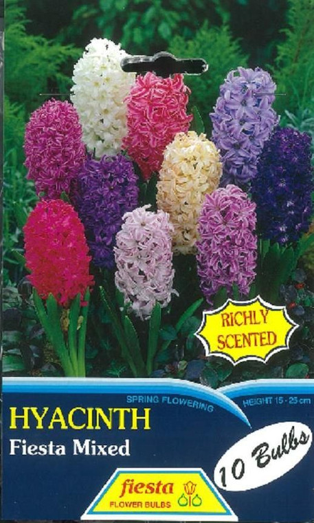 Hyacinth 'Super Mixed' 10