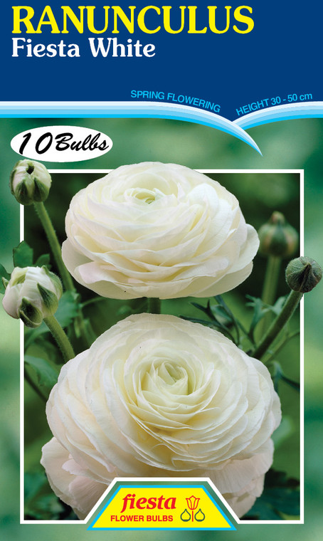 Ranunculus 'Fiesta White'