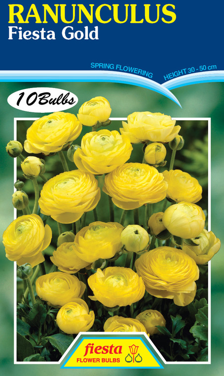 Ranunculus 'Fiesta Gold'