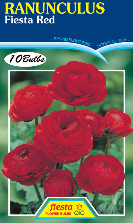 Ranunculus 'Fiesta Red'