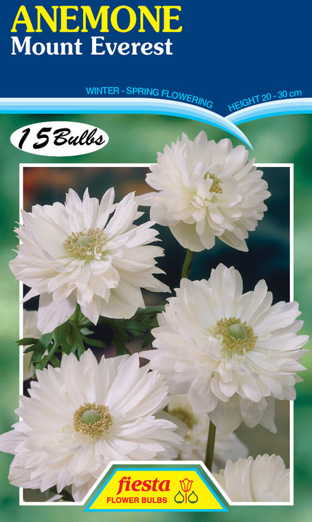 Anemone 'Mount Everest' 15