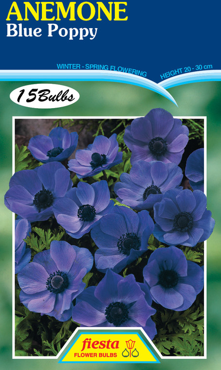 Anemone 'Blue Poppy' 15