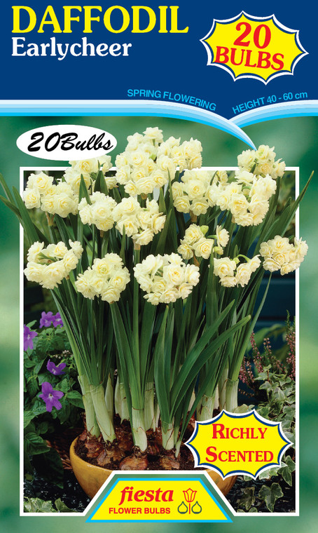 Daffodil 'Earlycheer' 20