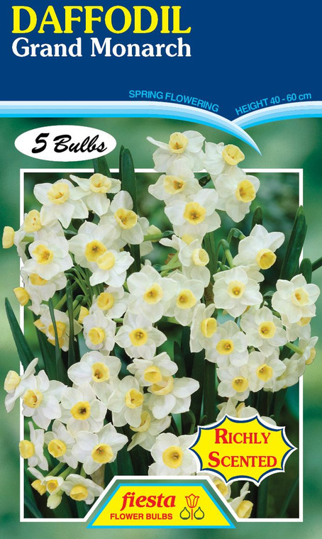 Daffodil 'Grand Monarch' 5