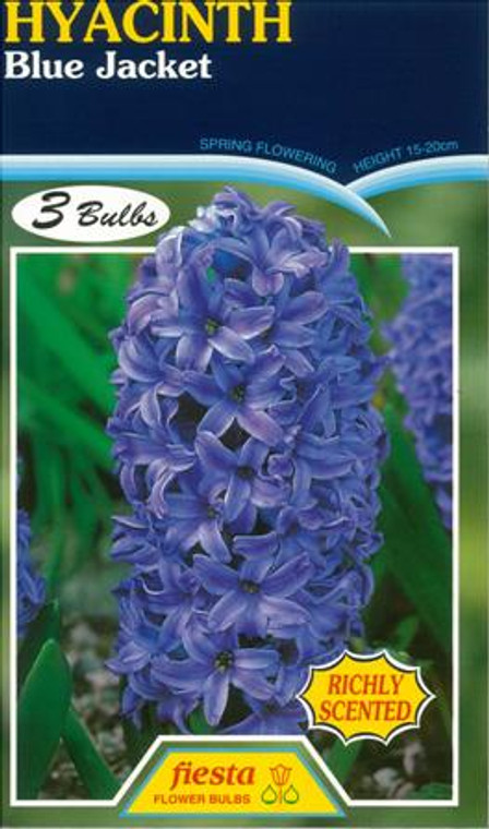 Hyacinth 'Blue Jacket' 3