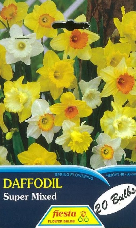 Daffodil 'Super Mixed' 20