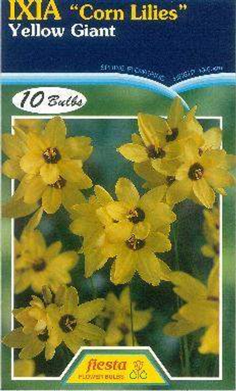 Ixia 'Yellow Giant' 10