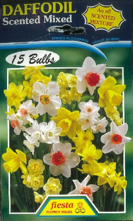 Daffodil - Scented Mixed 15