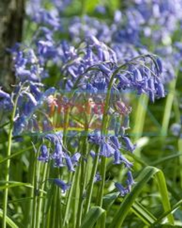 Scilla 'English Bluebell' 5