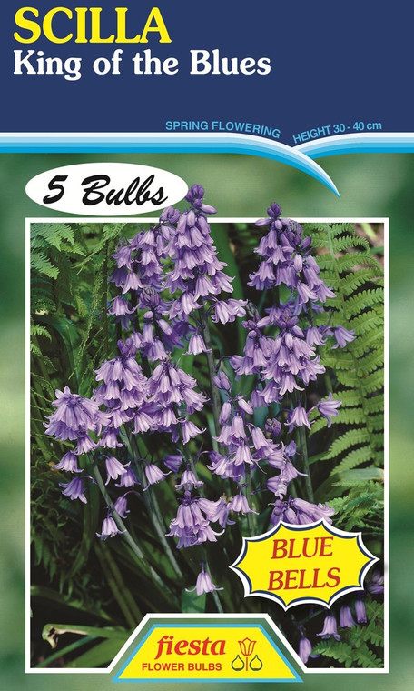 Scilla 'King Of The Blues' 5