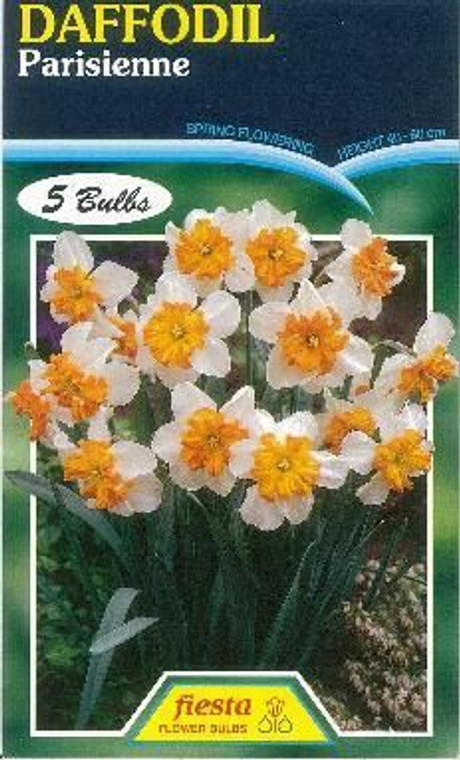 Daffodil 'Parisienne' 5