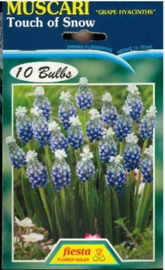 Muscari 'Touch Of Snow' 5