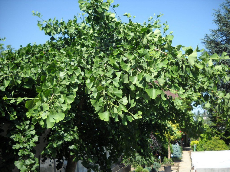 Ginkgo biloba 'Pendula' PB18