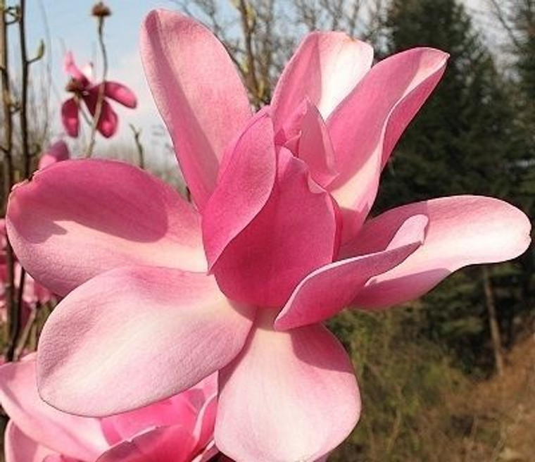 Magnolia 'Aurora' 15L