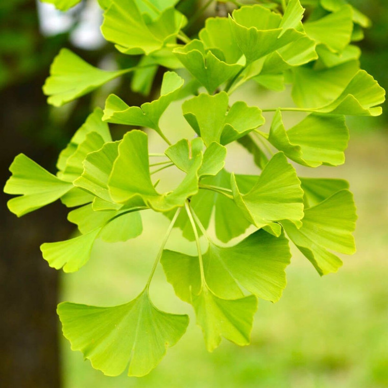 Ginkgo biloba 'Little Weeper' PB18