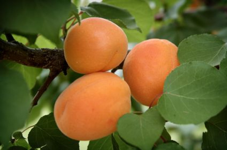 Apricot 'Moorpark' PB18