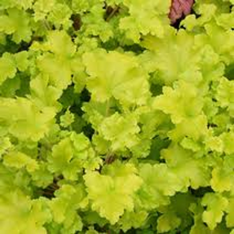 Heuchera 'Lime Marmalade' 14cm