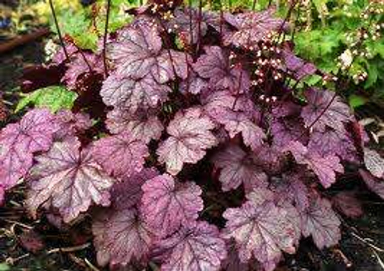 Heuchera 'Sugar Plum' 14cm