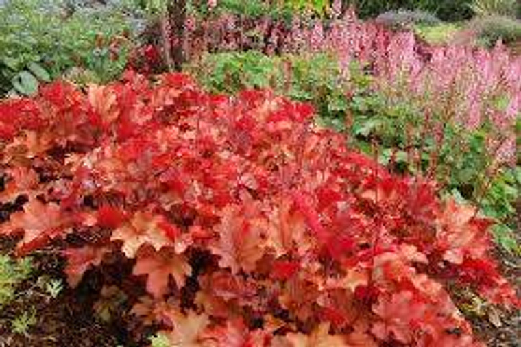 Heuchera 'Peach Crisp' 14cm