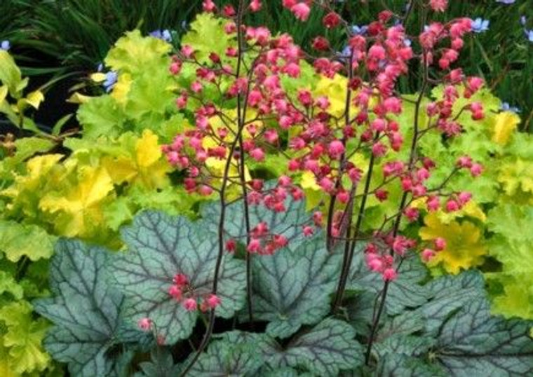 Heuchera 'Peppermint Spice' 14cm