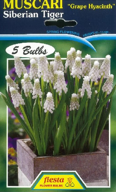 Muscari 'Siberian Tiger' 5