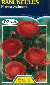 Ranunculus 'Fiesta Salmon'