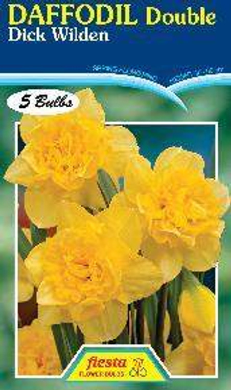 Daffodil 'Dick Wilden' 5