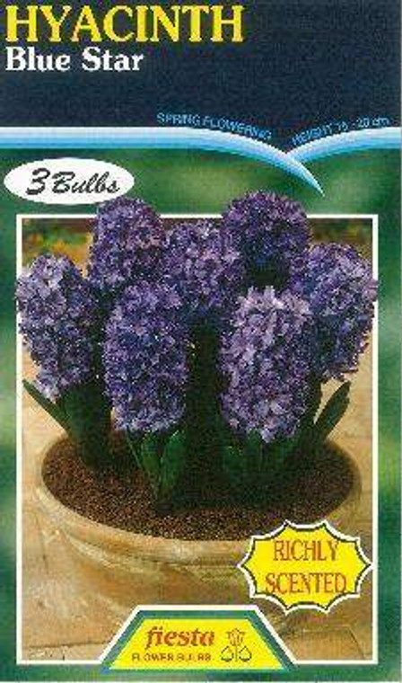 Hyacinth 'Blue Star' 3