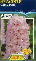Hyacinth 'China Pink' 3