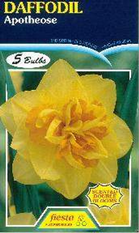 Daffodil 'Apotheose' 5