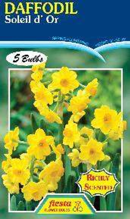 Daffodil 'Soleil d'or' 5
