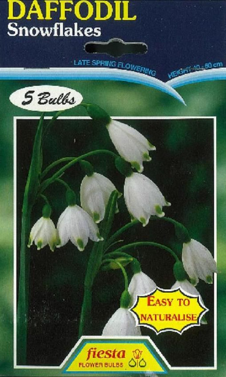 Daffodil 'Snowflakes' 5