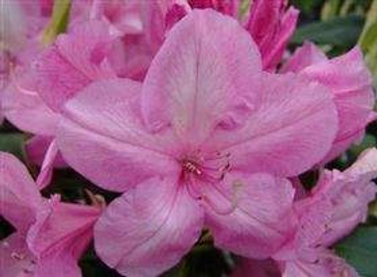 Rhododendron 'Alice' 8L